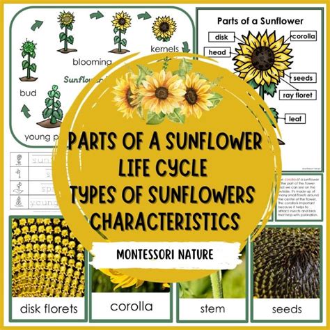 Parts Of A Sunflower And Their Functions Infoupdate Org