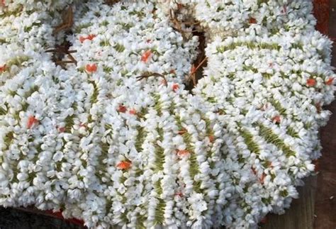 White Kakada Flower String, Centimeter at Rs 230/kg in Bengaluru | ID ...