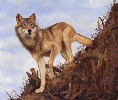Wolf dog, Wolf poses, Animals