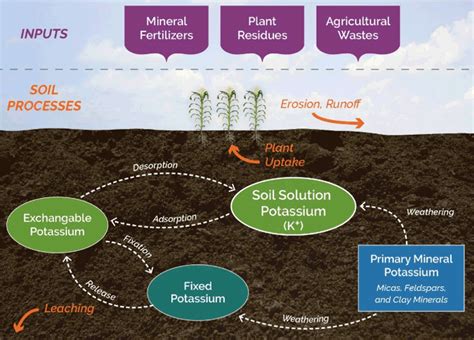 Potassium Behavior In Soil Pioneer® Seeds