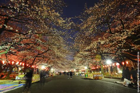 Tokyo Part 2 Getting Round Tokyo Ueno Sakura At Night News