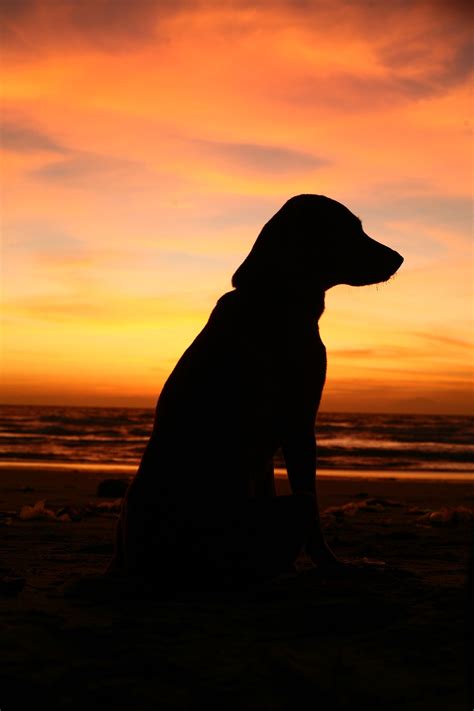 Dog Pet Silhouette - Free photo on Pixabay