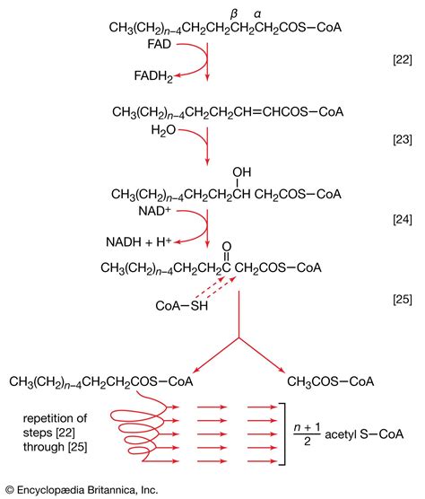 Metabolism - Fatty Acids, Enzymes, Reactions | Britannica