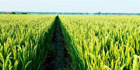 Rice Breeding Breakthrough To Feed Billions Lab Manager