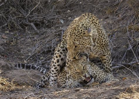 Lion And Leopard Mating