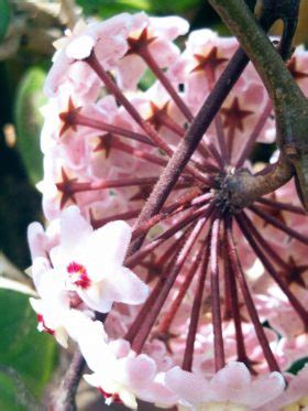 Tipos De Vivero Ornamentales Verdeceres Ms Sas