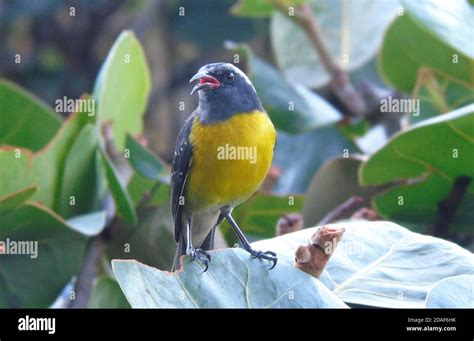 Yellow Passerine Hi Res Stock Photography And Images Alamy