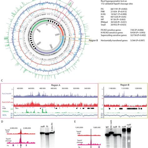 Topo IV Cleavage At The Topo IV Binding Sites A Norfloxacin Mediated