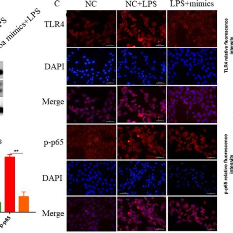 miR 26a negatively regulates the NF κB pathway A B The miR 26a