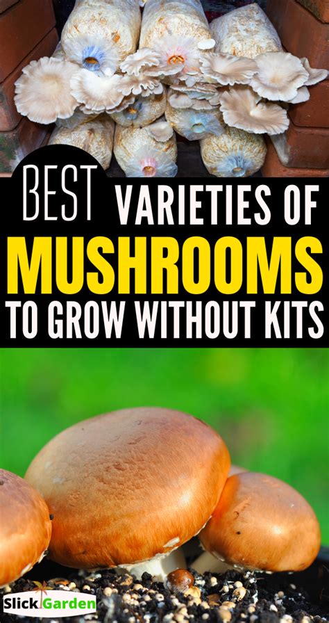 Mushroom Grow Kit Artofit