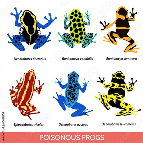 Vecteur Stock Set Of Different Poisonous Frogs Flat Design Vector