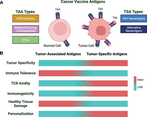 Frontiers Fueling Cancer Vaccines To Improve T Cell Mediated