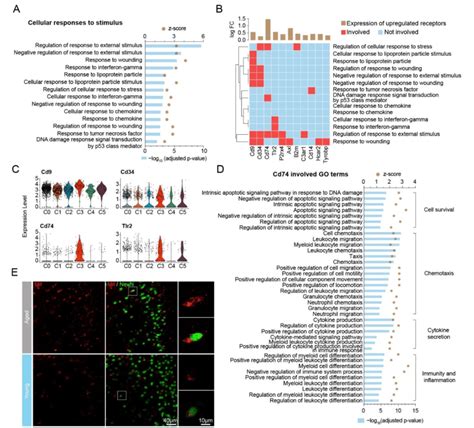 Cd74 Plays A Pivotal In Receiving Stimuli And Triggering Cellular