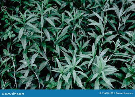 Hojas De Plantas Verdes Y Limpias De Buena Calidad Y Texturales Foto De