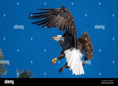 Landing Bald Eagles Haliaeetus Leucocephalus Stock Photo Alamy