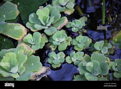 Flawless Stunning Pistia Water Plant Water Cabbage Water Lettuce