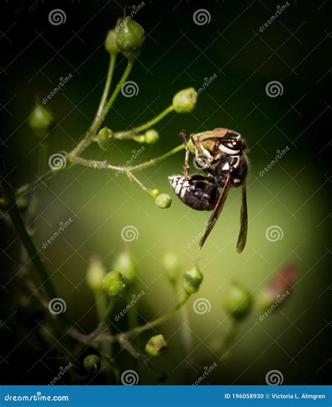 Bald-Faced Hornet Crawling On Angelica Gigas Flower Royalty-Free Stock