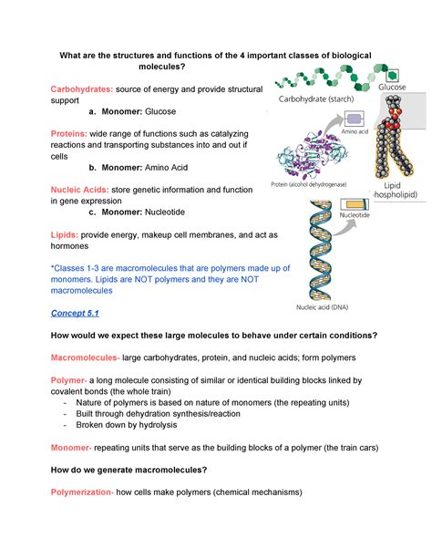 Chapter 5 The Structure And Function Of Large Biological Molecules What Are The Structures And