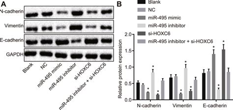 Upregulation Of Mir 495 Or Hoxc6 Silencing Inhibits Emt In Cscs The