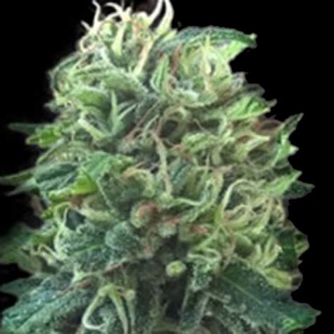 Green Scout Cookies Bulk Seed Bank FEM Original Seeds Store