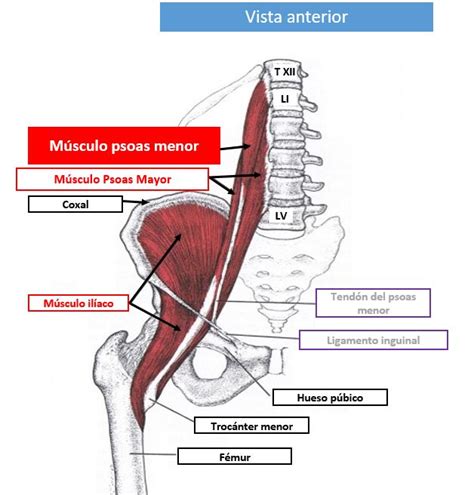 taller medio Ejercicio mañanero psoas anatomia Defectuoso agudo atómico