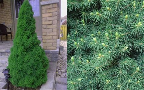 Buy Dwarf Alberta Spruce Free Shipping Wilson Bros Gardens 5