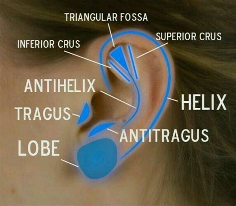 Tragus Ear Anatomy