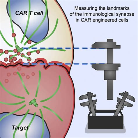 Quantitative Imaging Approaches To Study The CAR Immunological Synapse