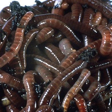 Why Do Earthworms Surface After Rain? - Scientific American