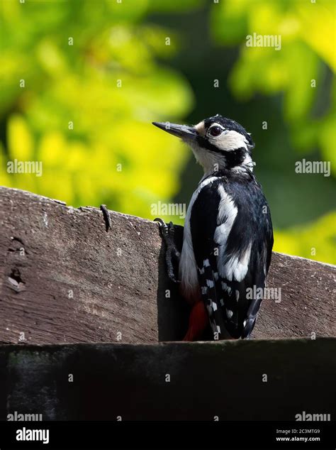 Female Great Spotted Woodpecker Dendrocopos Major Stock Photo Alamy