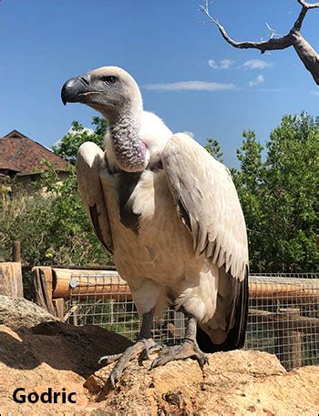 African Vulture Conservation - CMZoo