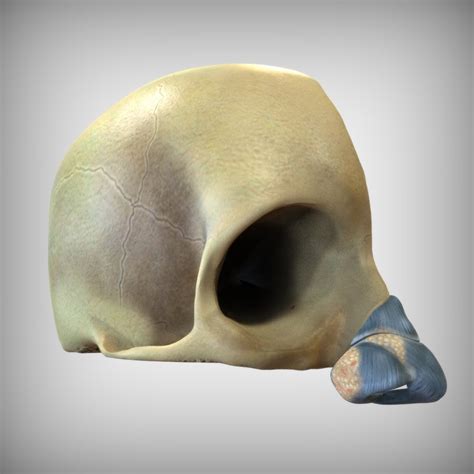 Head Human Nose 3d Model Turbosquid 1520708