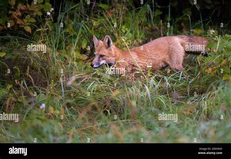 Red fox hunting Stock Photo - Alamy