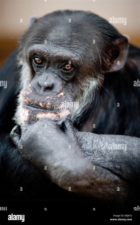 Common chimpanzee hi-res stock photography and images - Alamy