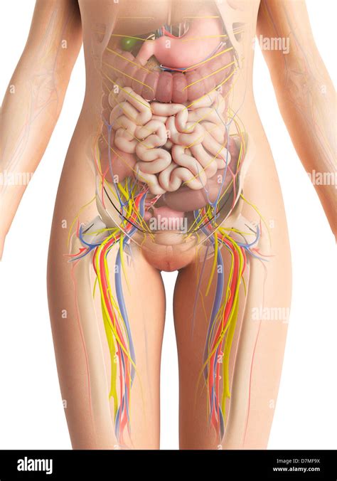 Female anatomy, artwork Stock Photo - Alamy