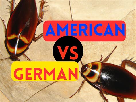 How to Get Rid of German Roach vs American Roach?