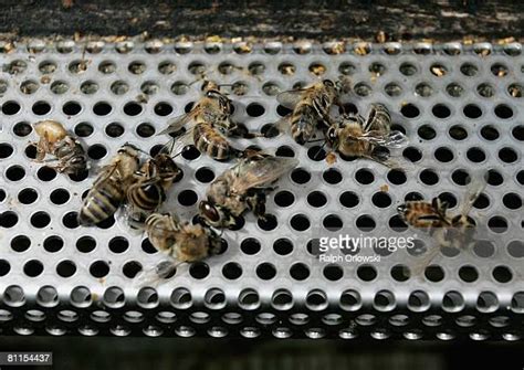 Dead Bees Photos And Premium High Res Pictures Getty Images