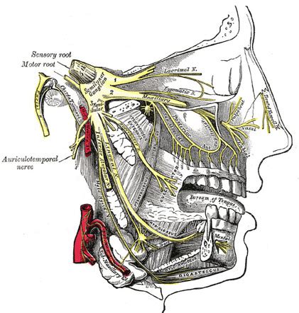 Maxillary And Mandibular Divisions Of The Trigeminal Nerve Gray S