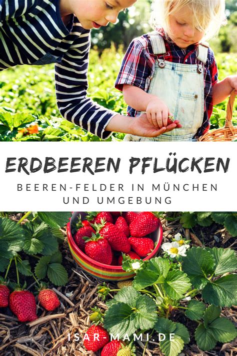 Beerenfelder In M Nchen Und Umgebung Erdbeeren Pfl Cken M Nchen Und