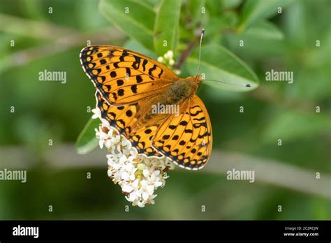 Dark Green Fritillary Butterfly Speyeria Aglaja Uk Stock Photo Alamy