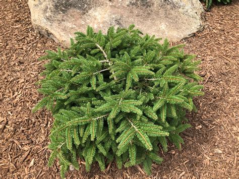 Buy Birds Nest Spruce Shrubs Online Stadler Nurseries