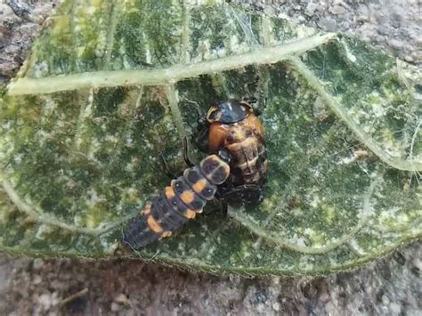 Why You Should Put Ladybugs In The Garden And How To Keep Them There