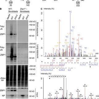 Egfr Knock Down Impairs Efficient Uptake Of Iav Into A Cells A