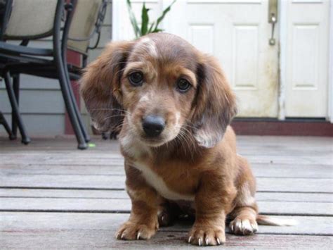 AKC Mini Doxie Puppies for Sale in Cascade Locks, Oregon Classified ...