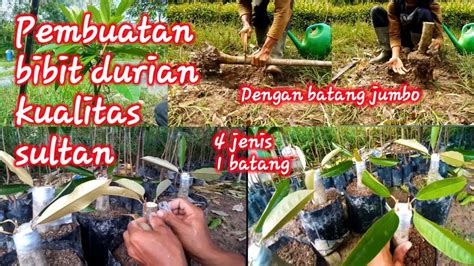 Pembuatan Bibit Durian Kualitas Sultan Youtube