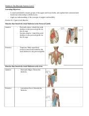 ANAT 101 MODULE 4 Docx Module 4 The Muscular System Contd Learning