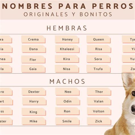 Nombres Para Perros Originales Nombres Para Perros Y Gatos Machos Hot