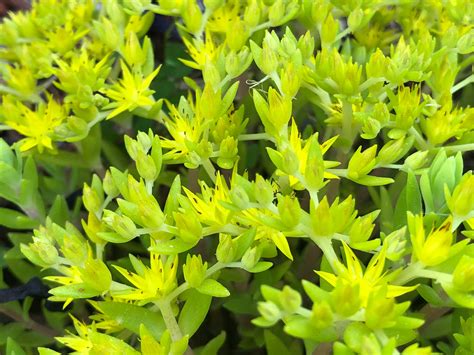 Sedum Sarmentosum Gold Moss Hardy Perennial Ground Cover Etsy