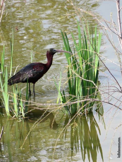 Autour Du Marais Du Cougourlier Les Paysages Balade Dans Le Gard