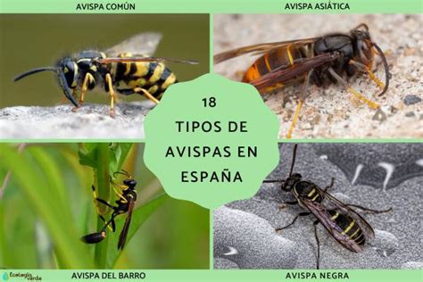 18 Tipos De Avispas En España Nombres Y Fotos